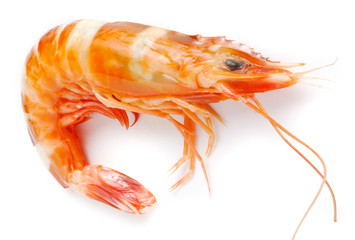 shrimp isolated on white