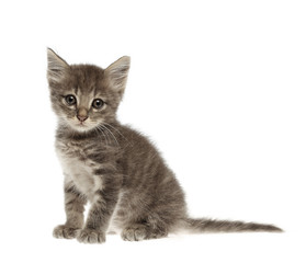 cute gray kitten on white background