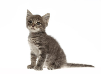 cute gray kitten on white background