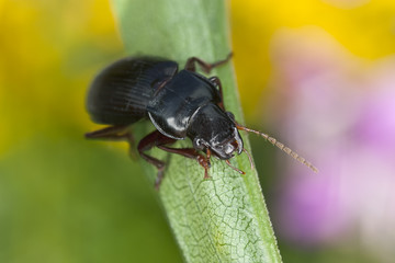 Amara aulica, Ground beetle on leaf
