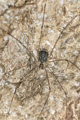 Harvestman, Leiobunum rupestre on wood