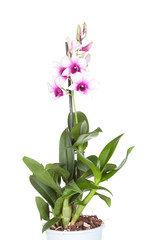Naklejka na ściany i meble Dendrobium phalaenopsis orchid on white background