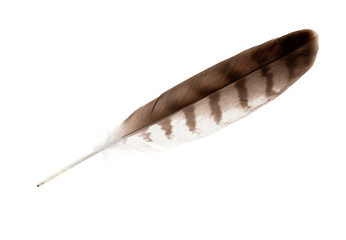 variegated isolated straight eagle feather