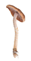 brown toadstool with thin stem on white