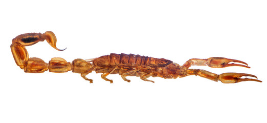 small golden scorpion side view