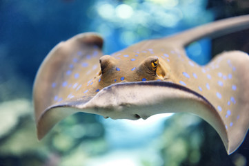 Ray