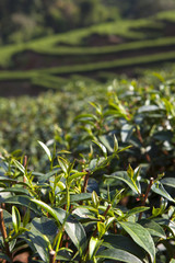 Green Tea leaf in the field