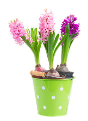 Hyacinths flowers