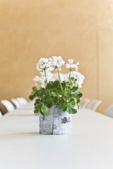 White Geranium on a table - 61737852