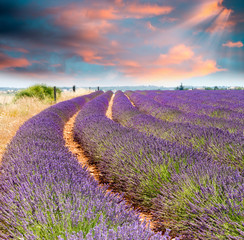 Naklejka na ściany i meble Wonderful sunset over lavender fields