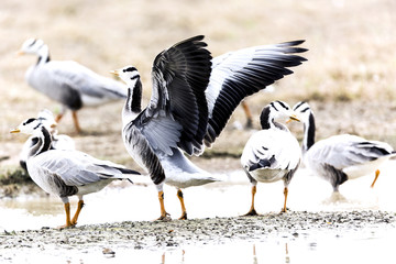 bar headed goose