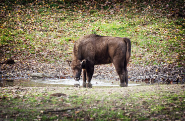 Young European bison drinks water