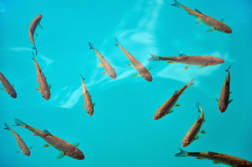 Fish in turquoise lake water. Plitvice, Croatia
