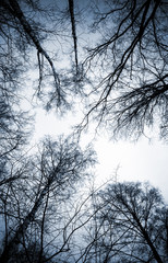 Looking up on leafless birch trees in the forest