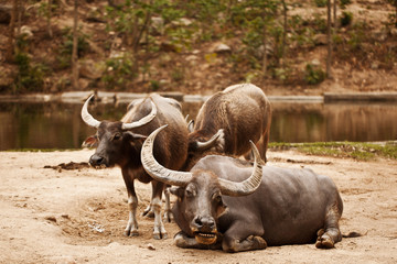 Fototapeta premium Buffalos
