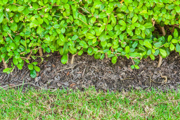 Close up bush and grass texture, background
