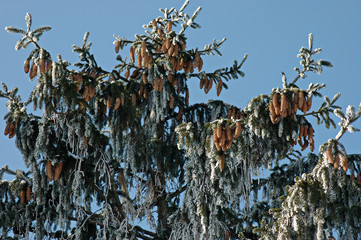 Background of frozen branch pine-tree (Pinus)