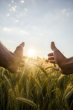 Man cupping the sun with his hands over wheat