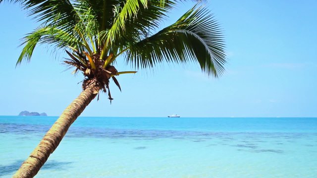 Tropical Paradise at Samui with palm  tree on the beach and ship