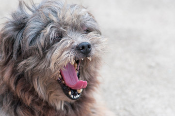 Lhasa Apso dog yawning