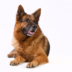 German shepherd isolated on white