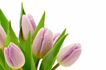 Fioletowe tulipany na białym tle