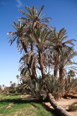 dattiers dans une palmeraie