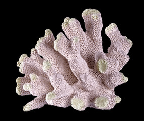 coral on black background © Dmitry