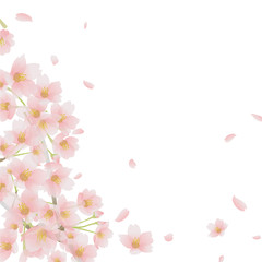 桜　和柄 春