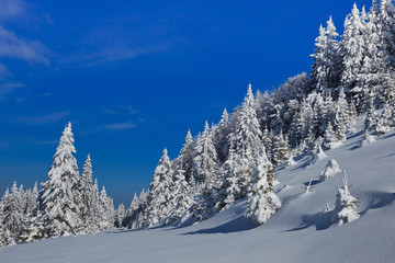Fototapeta na wymiar forest with pines in winter