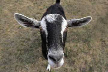 Multi Colored Goat