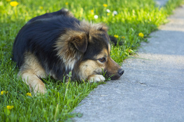 Pies © marcinbawiec