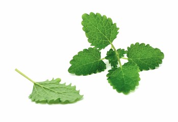 melissa © robert6666