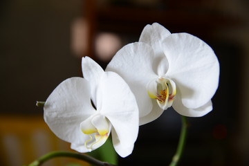Naklejka na ściany i meble Orchidaceae - Orchid