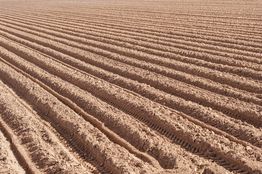 Plowed field