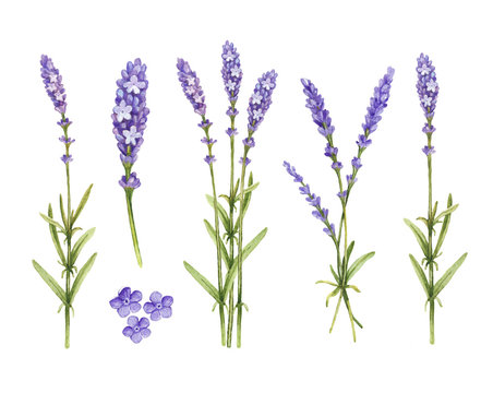 Lavender flowers collection. Watercolor illustrations