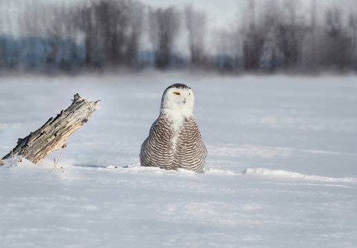 harfang sur la neige