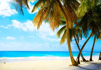 Foto op Plexiglas Art  beautiful untouched tropical sea beach © Konstiantyn