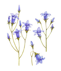 Fototapeta na wymiar Bluebell flowers collection. Watercolor illustrations