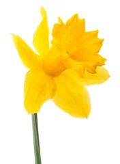 Foto op Canvas Narcis bloem of narcis geïsoleerd op een witte achtergrond knipsel © Natika