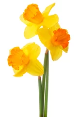 Poster Daffodil flower or narcissus  bouquet  isolated on white backgro © Natika