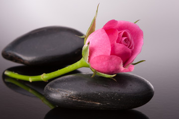 Spa stone and rose flowers still life. Healthcare concept.