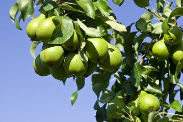 Pears on a tree branch closeup .