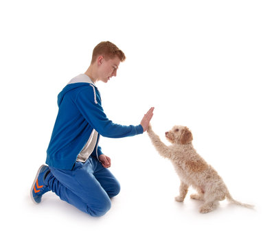 Junger Hund &ndash; High 5