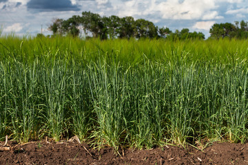 Obraz premium field of green barley in early summer