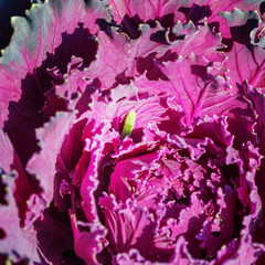 Decorative cabbage close up and worm