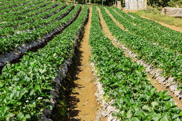 Fototapeta na wymiar Strawberries farm at Chiangmai Thailand