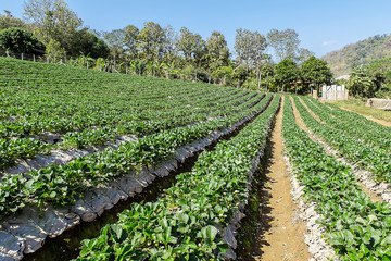 Fototapeta na wymiar Strawberries farm at Chiangmai Thailand