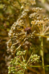 Insect Graphosoma lineatum