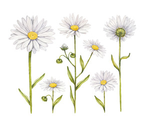 Camomile flowers collection. Watercolor illustrations